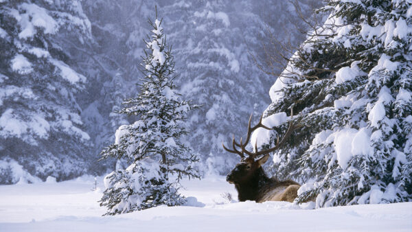 Wallpaper Snow, Deer, Trees, Field, Forest, Covered, Spruce, Winter, Frost