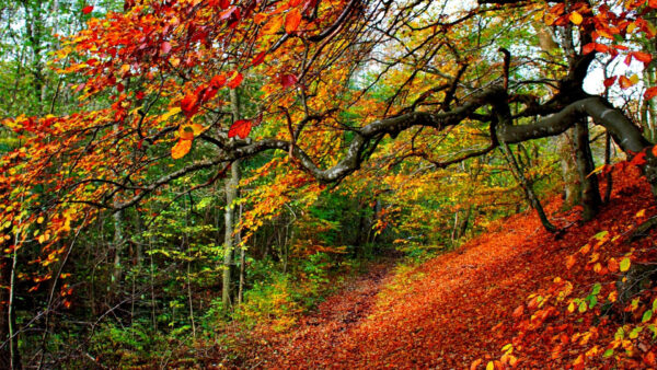 Wallpaper Trees, Forest, Green, Daytime, Leaves, Desktop, Background, Yellow, Autumn, Red, During