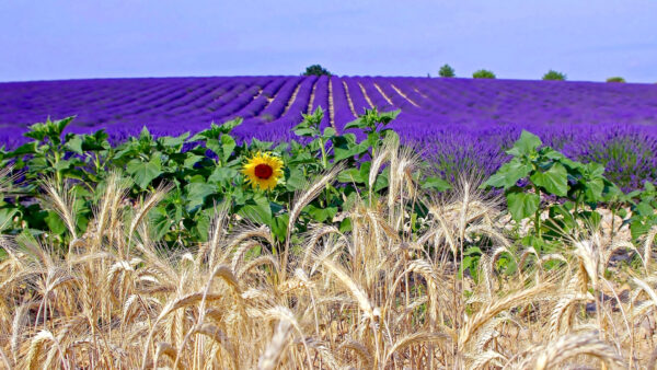 Wallpaper Background, Blue, Purple, Sky, Lavender, Field, Flowers