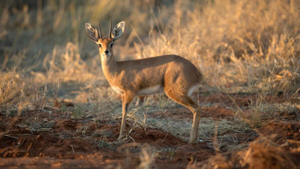 Wallpaper Blur, Standing, Background, Klipspringer, Sand