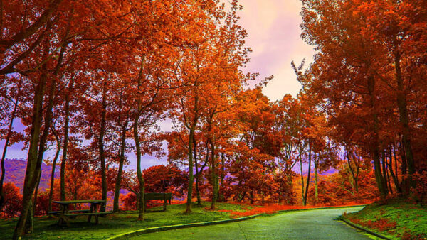 Wallpaper Road, Leaves, Lights, Autumn, Trees, Park, Red