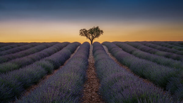 Wallpaper Green, Lavender, Tree, During, Sky, Sunset, Flowers, Under, Field, Blue