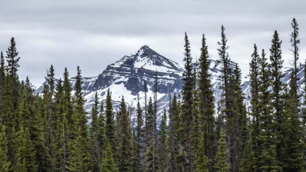 Wallpaper Sky, Nature, Trees, Peak, Snow, Mobile, Forest, View, Desktop, Background, With, Blue, Mountain, Rock, Landscape