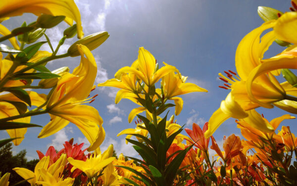 Wallpaper Flowers, Lily