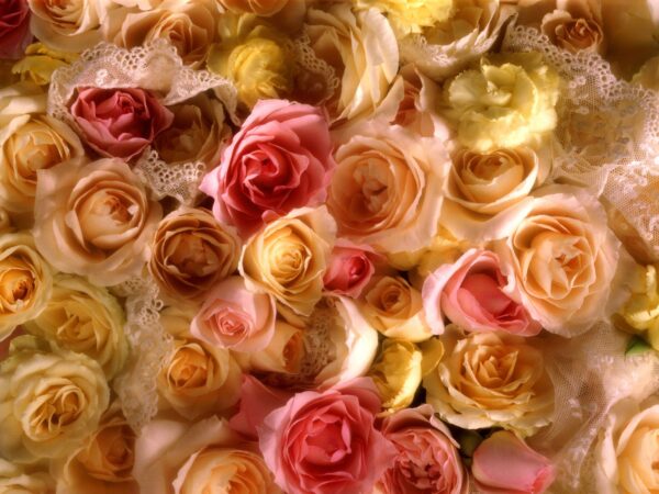 Wallpaper Bridal, Bouquet, Rose