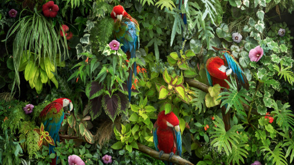 Wallpaper Macaws