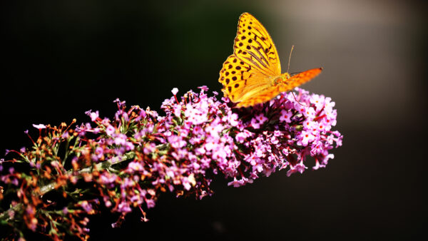 Wallpaper Blossom, Spring, Butterfly