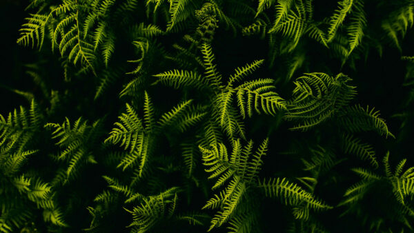 Wallpaper 4k, Pc, Nature, Landscape, Cool, Phone, Leaves, Desktop, Branches, 5k, Fern, Plant, Mobile, Background, Images