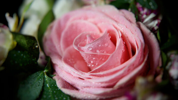 Wallpaper With, Rose, Pink, Drops, Water, Flowers, Light