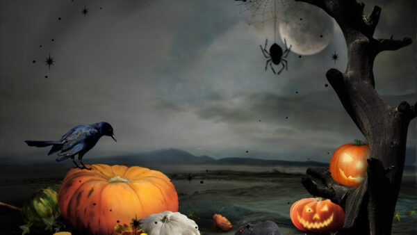 Wallpaper Pumpkin, Dark, Crow, Night, Scarry, Desktop, Halloween, Spider