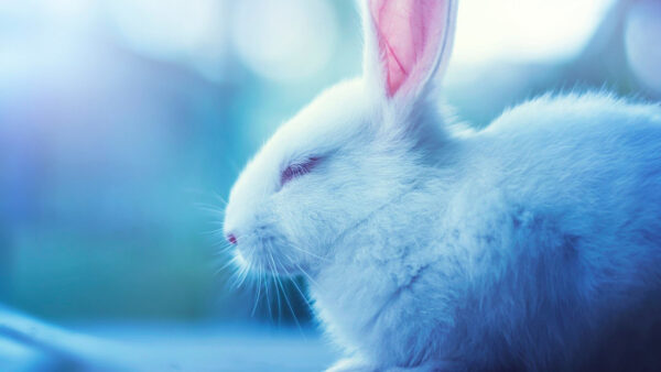 Wallpaper Eyes, Photo, Background, Closing, Animals, Cute, Rabbit, Blur, Desktop, With, White, Closeup