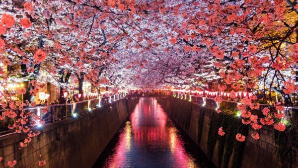 Wallpaper River, Desktop, Flowers, Blossom, Canal, Covering, Cherry, Trees