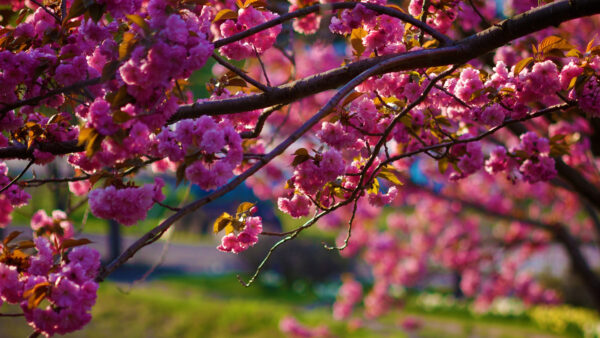 Wallpaper Desktop, Blossom, Branches, Closeup, Tree, Pink, Background, Cherry, Blur, View, Flowers