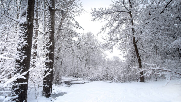 Wallpaper Trees, Snow, During, Winter, Landscape, Covered, Desktop, Mobile, And