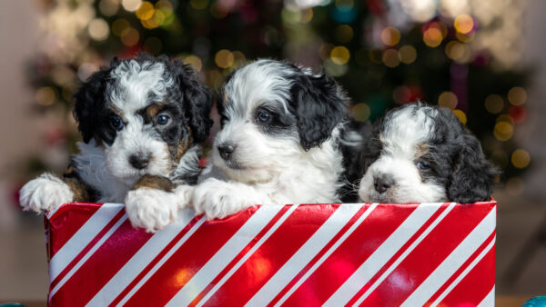 Wallpaper Decorated, Puppies, With, Box, Background, Pet, Animals, Standing, Are, Desktop, Shallow, Mobile