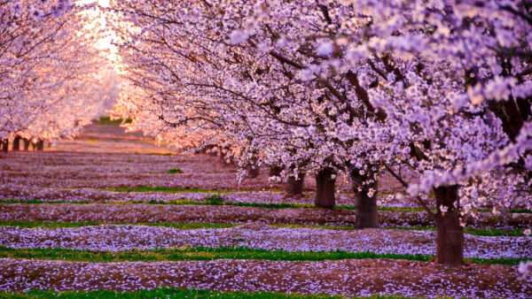 Wallpaper With, Field, Sunbeam, Pink, Trees, Flowers, Spring, Blossom