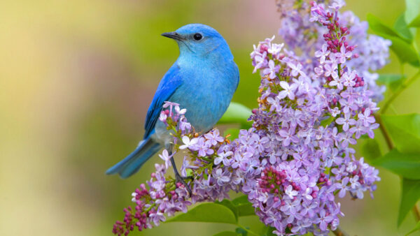 Wallpaper Birds, Flower, Background, Stalk, Perching, Bird, Green, Blur, Blue
