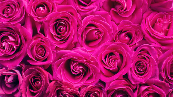 Wallpaper Spring, Background, Roses, Flowers, Pink, Mobile, Desktop