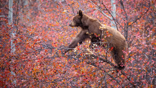 Wallpaper Mobile, Branch, Animals, Bear, Desktop, Tree, Standing