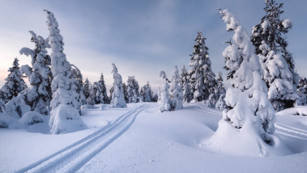 Wallpaper Snow, Blue, Under, Cloudy, Trees, Landscape, Sky, And, Covered, Winter