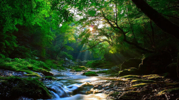 Wallpaper Rocks, Water, With, River, Covered, Trees, Algae, Forest, Between, Stream