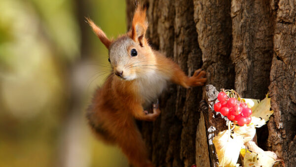 Wallpaper Shallow, Squirrel, Desktop, Climbing, Tree, With, Red, Background