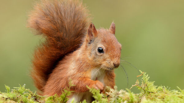 Wallpaper Squirrel, Red, Animals, Background, With, Shallow, Eyes, Desktop, Black