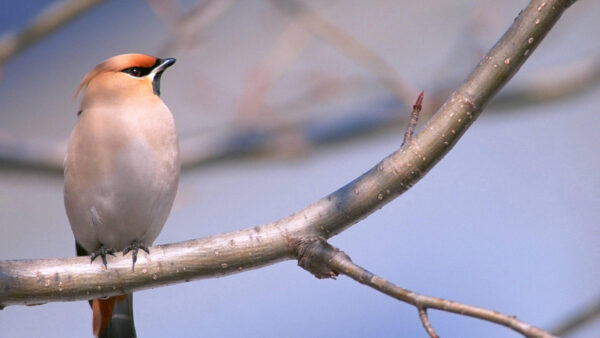 Wallpaper White, Black, Desktop, Orange, Birds, Bird, Tree, Branch