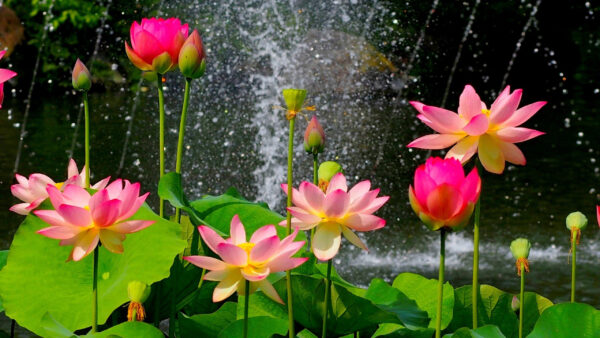 Wallpaper Background, Spring, Pink, Water, Green, Leaves, Waterfall, Lilly, Desktop, With