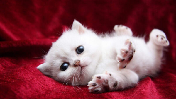 Wallpaper Cat, Red, White, Satin, Cloth, Desktop, Lying, Down, Kitten, Cute