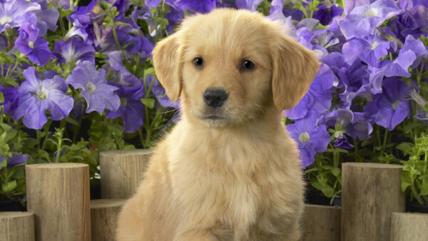 Wallpaper Dogs, Lavender, Flowers, Puppy, Dog, Background