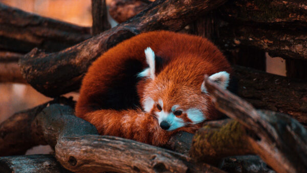 Wallpaper Down, Red, Panda, Tree, Lying, Bear, Trunk