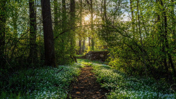 Wallpaper Forest, Between, Field, Background, Trees, Flowers, Sunrays, Nature, Path, Plants, Desktop, Mobile, White