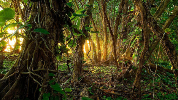 Wallpaper Trees, Covered, Jungle, With, Roots, Sunbeam, Desktop