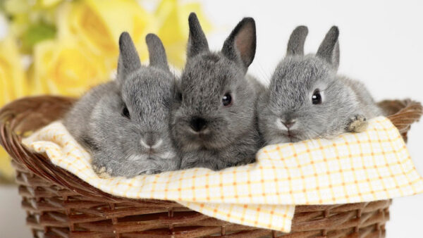 Wallpaper Rabbits, Desktop, Cute, Animals, Three, Ash, Basket, Woven