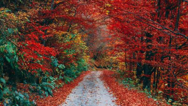 Wallpaper Path, Yellow, Mobile, Desktop, Green, Red, Fall, Road, Trees, Forest, Autumn, Between, Background