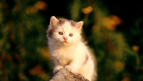 Wallpaper Black, Green, Yellow, Blur, Cat, White, Standing, Trunk, Kitten, Tree, Background