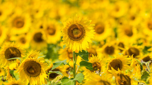 Wallpaper Floral, Flowers, Field, Yellow, Sunflowers