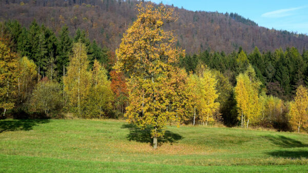 Wallpaper Mobile, Grass, Desktop, Autumn, Field, Trees, Nature