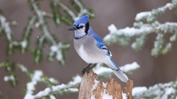 Wallpaper Blue, Bird, Birds, Standing, Trunk, White, Snow, Covered, Jay, Tree, Desktop