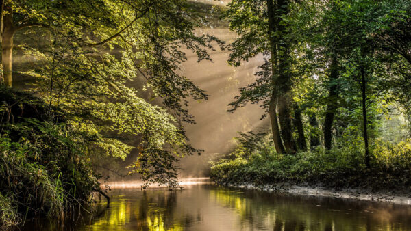 Wallpaper Sunrays, Reflection, Between, River, Trees, Mobile, Background, Forest, Desktop, Nature, Green