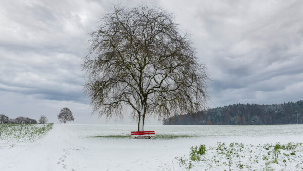 Wallpaper Tree, Photography, Snow, Bench, Sky, Field, Desktop, Mobile, Clouds, Background