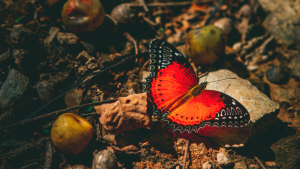 Wallpaper Stone, Blur, Butterfly, Background, Mobile, Black, Desktop, Design, Red