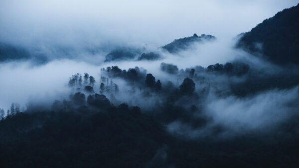 Wallpaper During, Covered, Morning, Nature, Fog, Forest, Time