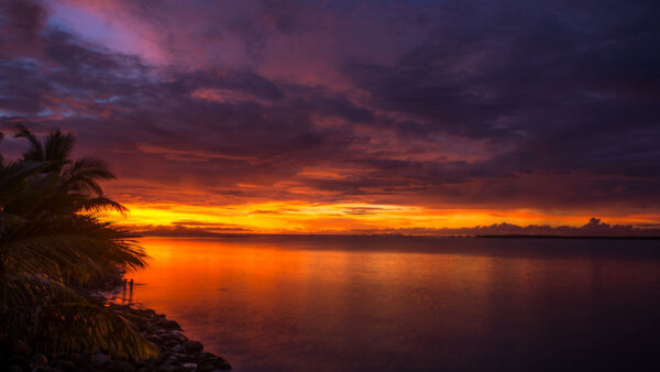 Wallpaper Coast, Purple, Clouds, Sky, Trees, Black, Desktop, Yellow, Mobile, Palm, Nature, Under, Ocean