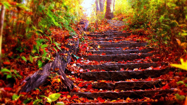 Wallpaper Green, Plants, Leaves, Nature, Stairs, With, Between, Rock, Red