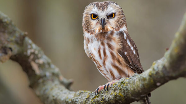 Wallpaper Yellow, Branch, Standing, White, Covered, Owl, Brown, Algae, Black, Tree, Eyes