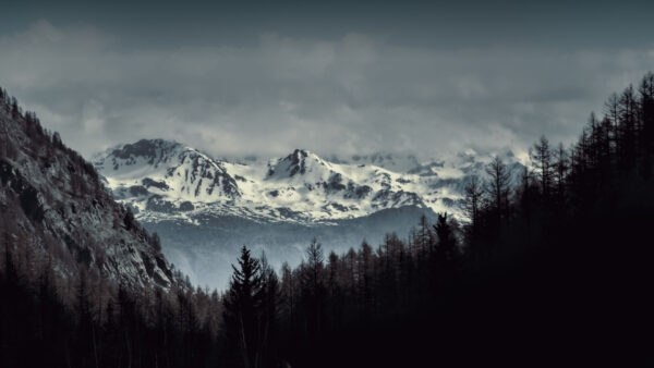 Wallpaper Snow, Fog, Trees, View, Landscape, With, Spruce, Forest, Mobile, Covered, Desktop, Mountains