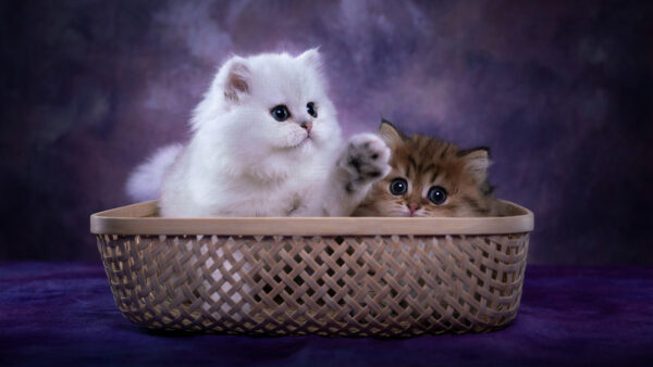 Wallpaper White, Eyes, Inside, Basket, Blue, Kitten, Kittens, Black, Desktop, Purple, Cat, Brown, Cloth