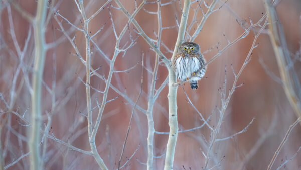 Wallpaper Background, Owl, Leafless, Desktop, Birds, Tree, Blur, Branch